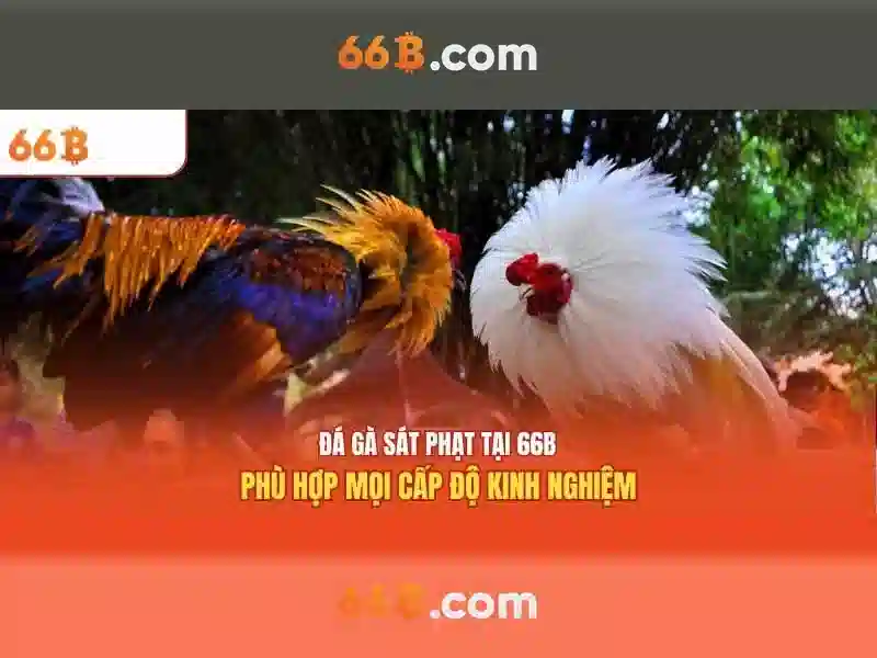 66B: một khái niệm và ứng dụng