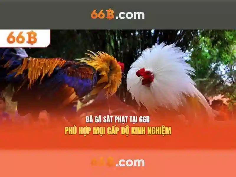 66B là gì và tại sao nó quan trọng
