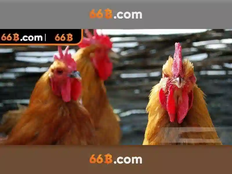 Giao diện sảnh xổ số 66b hiện đại và dễ sử dụng